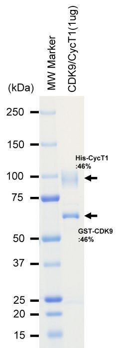 The purity was assessed by SDS-PAGE/CBB staining.
